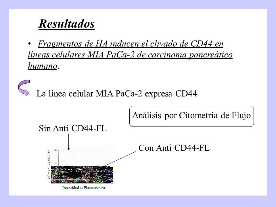Resultados Fragmentos de HA inducen el clivado de CD44 en líneas celulares MIA PaCa-2 de carcinoma pancreático humano.