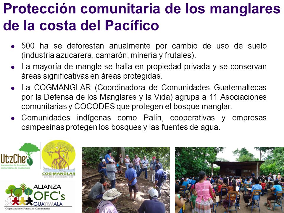 Protección comunitaria de los manglares de la costa del Pacífico