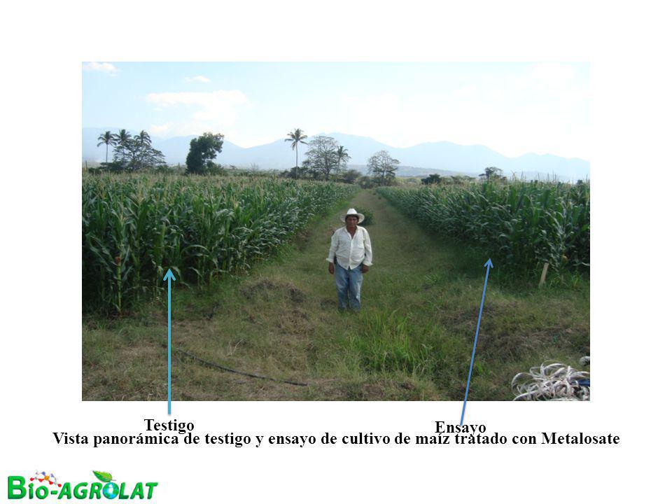 Testigo Ensayo Vista panorámica de testigo y ensayo de cultivo de maíz tratado con Metalosate