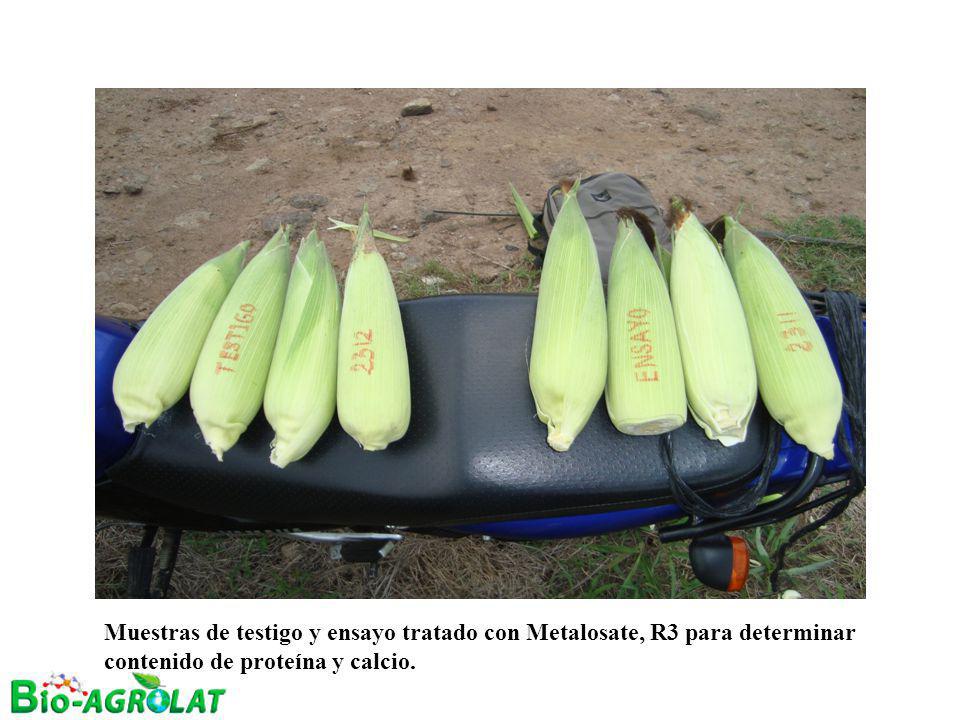 Muestras de testigo y ensayo tratado con Metalosate, R3 para determinar contenido de proteína y calcio.