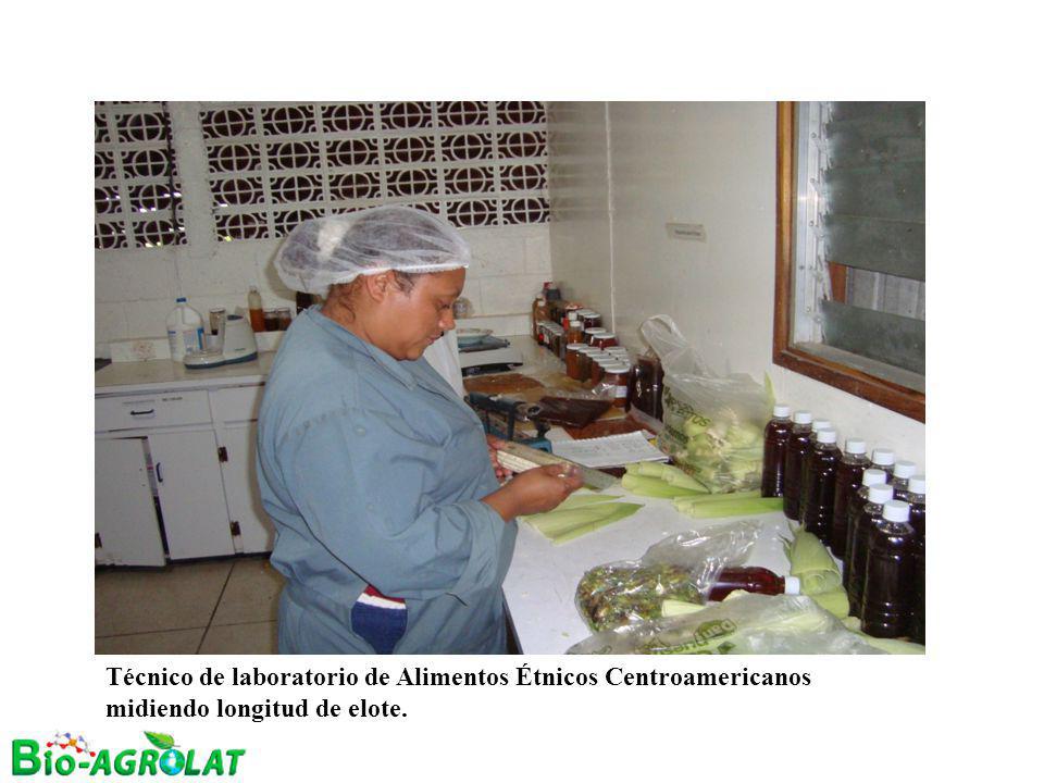 Técnico de laboratorio de Alimentos Étnicos Centroamericanos midiendo longitud de elote.