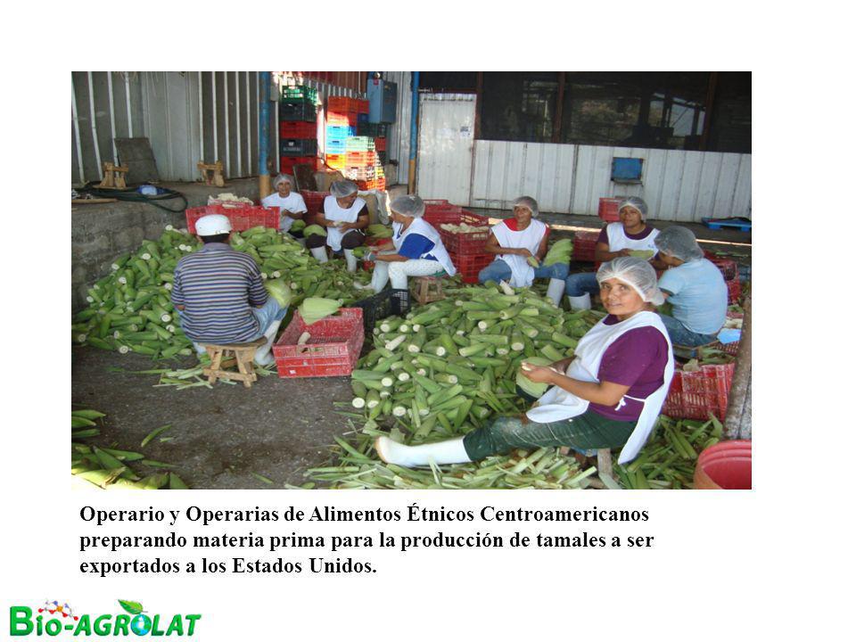 Operario y Operarias de Alimentos Étnicos Centroamericanos preparando materia prima para la producción de tamales a ser exportados a los Estados Unidos.