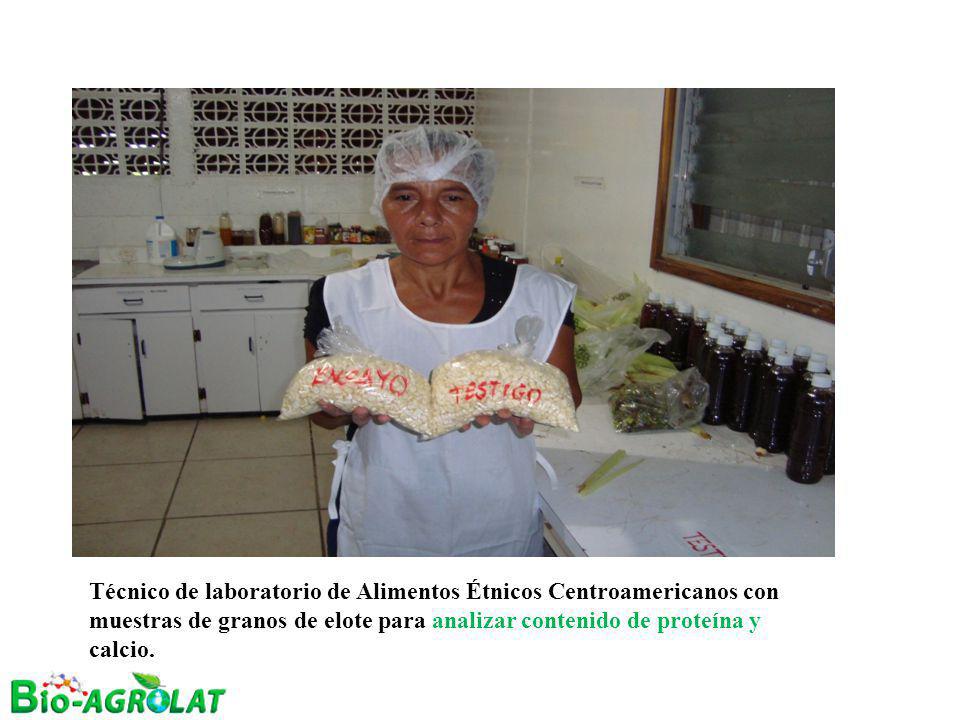 Técnico de laboratorio de Alimentos Étnicos Centroamericanos con muestras de granos de elote para analizar contenido de proteína y