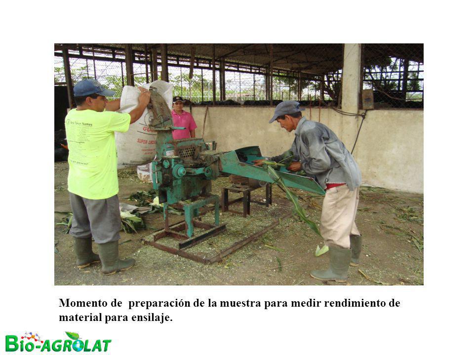 Momento de preparación de la muestra para medir rendimiento de material para ensilaje.