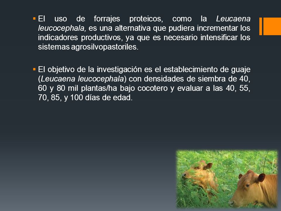 El uso de forrajes proteicos, como la Leucaena leucocephala, es una alternativa que pudiera incrementar los indicadores productivos, ya que es necesario intensificar los sistemas agrosilvopastoriles.