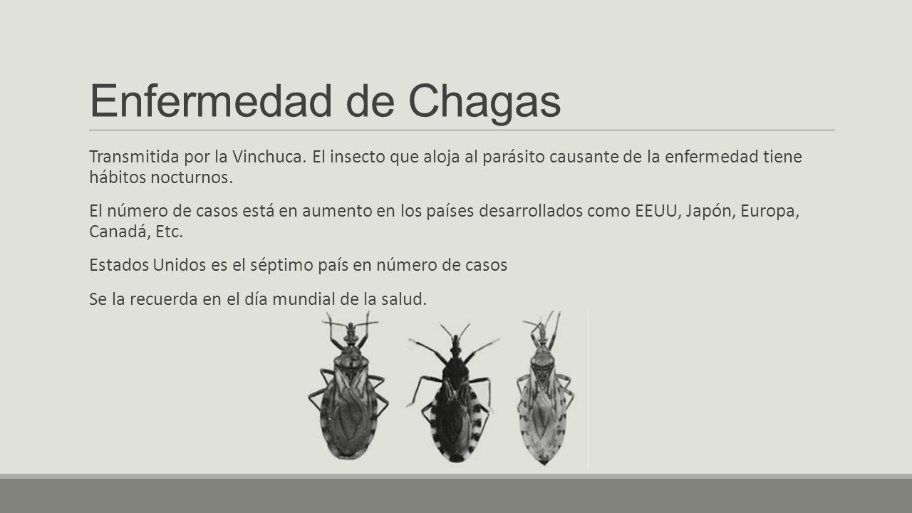 Enfermedad de Chagas Transmitida por la Vinchuca. El insecto que aloja al parásito causante de la enfermedad tiene hábitos nocturnos.