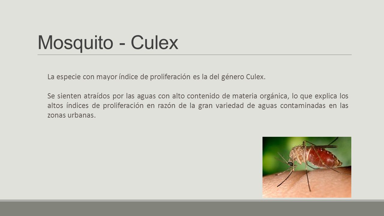 Mosquito - Culex La especie con mayor índice de proliferación es la del género Culex.