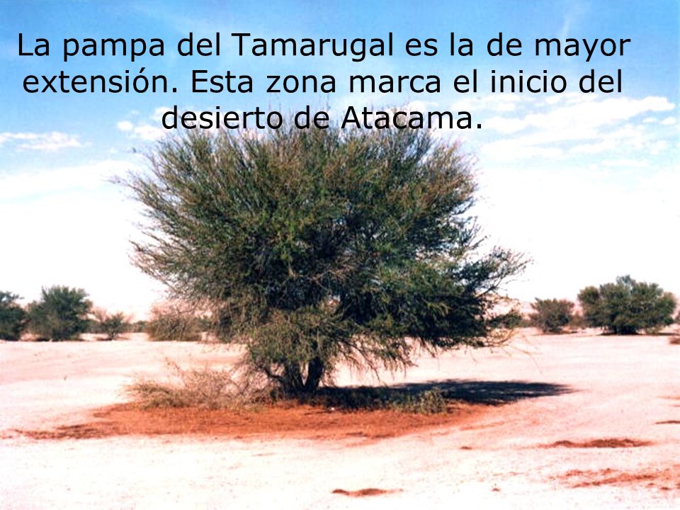 La pampa del Tamarugal es la de mayor extensión