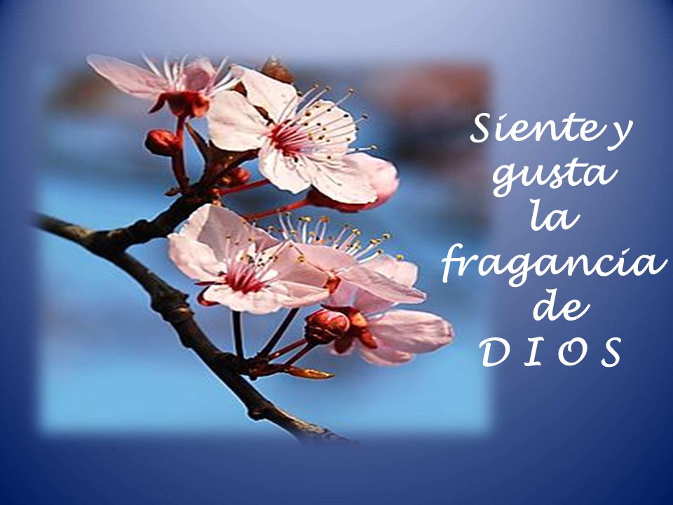 Siente y gusta la fragancia de D I O S
