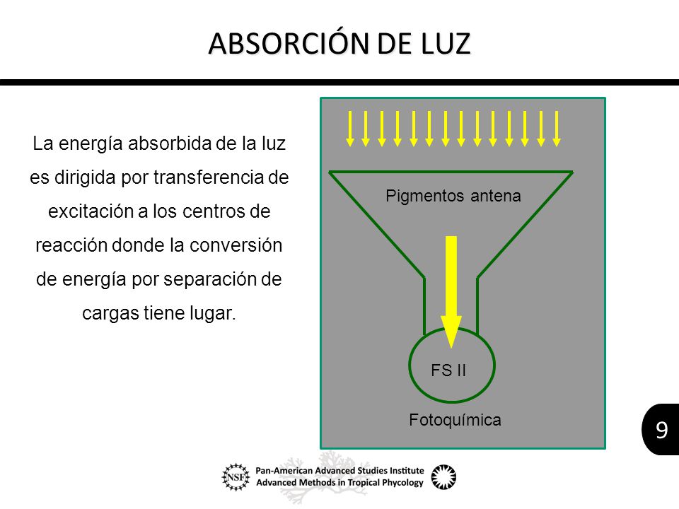 ABSORCIÓN DE LUZ Fotoquímica. Pigmentos antena. FS II. Photochemistry. Antenna pigments. PS II.