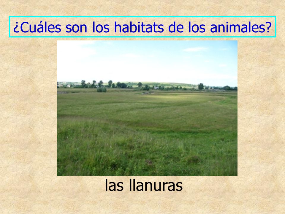 ¿Cuáles son los habitats de los animales