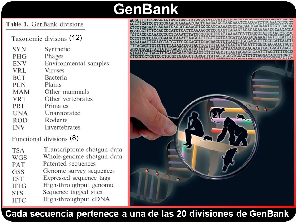 Cada secuencia pertenece a una de las 20 divisiones de GenBank