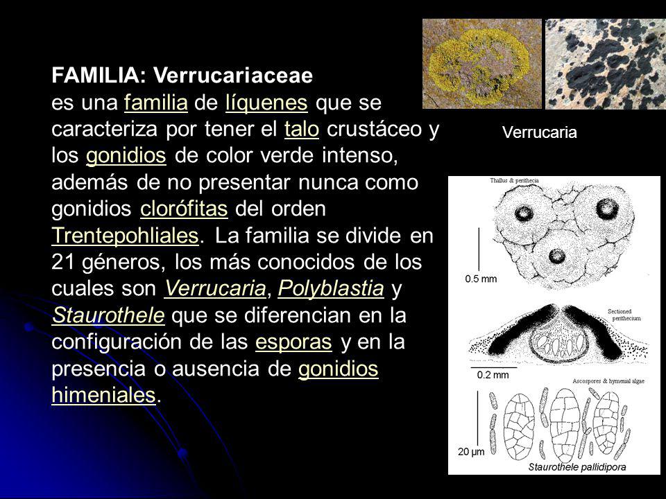 FAMILIA: Verrucariaceae