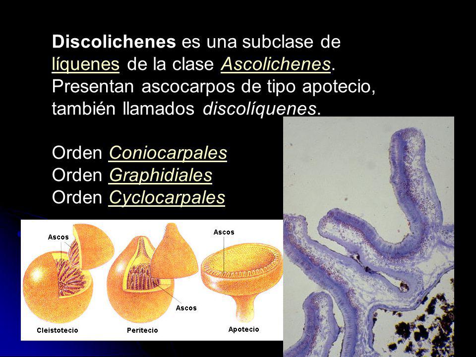 Discolichenes es una subclase de líquenes de la clase Ascolichenes