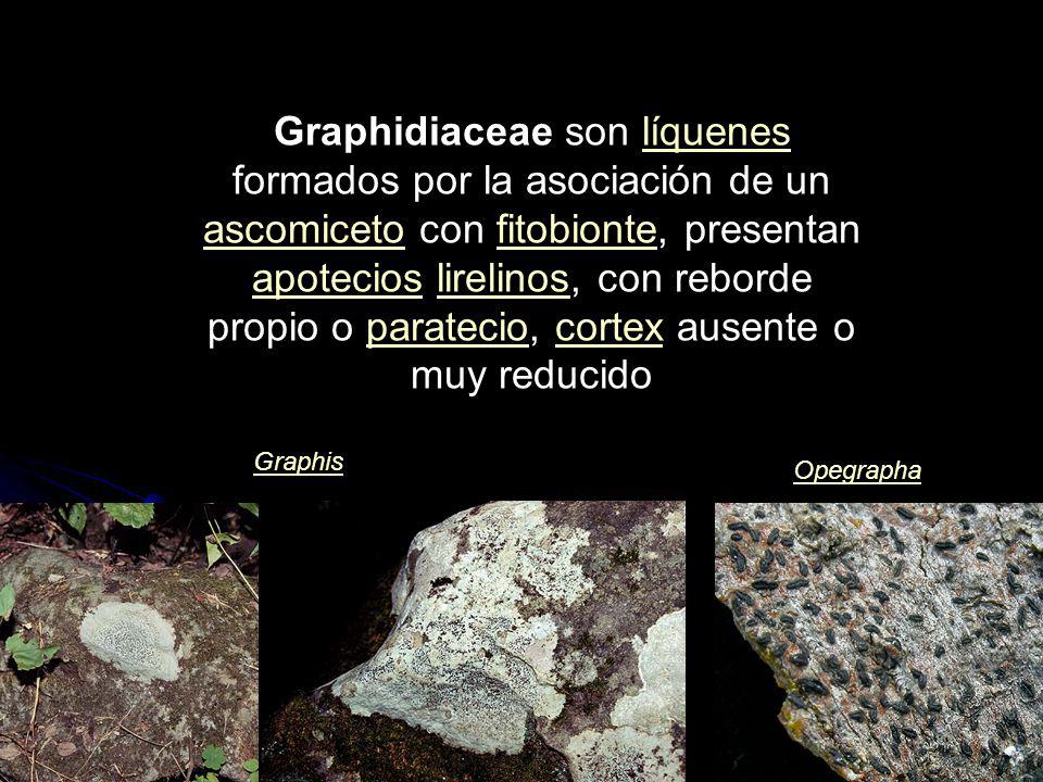 Graphidiaceae son líquenes formados por la asociación de un ascomiceto con fitobionte, presentan apotecios lirelinos, con reborde propio o paratecio, cortex ausente o muy reducido