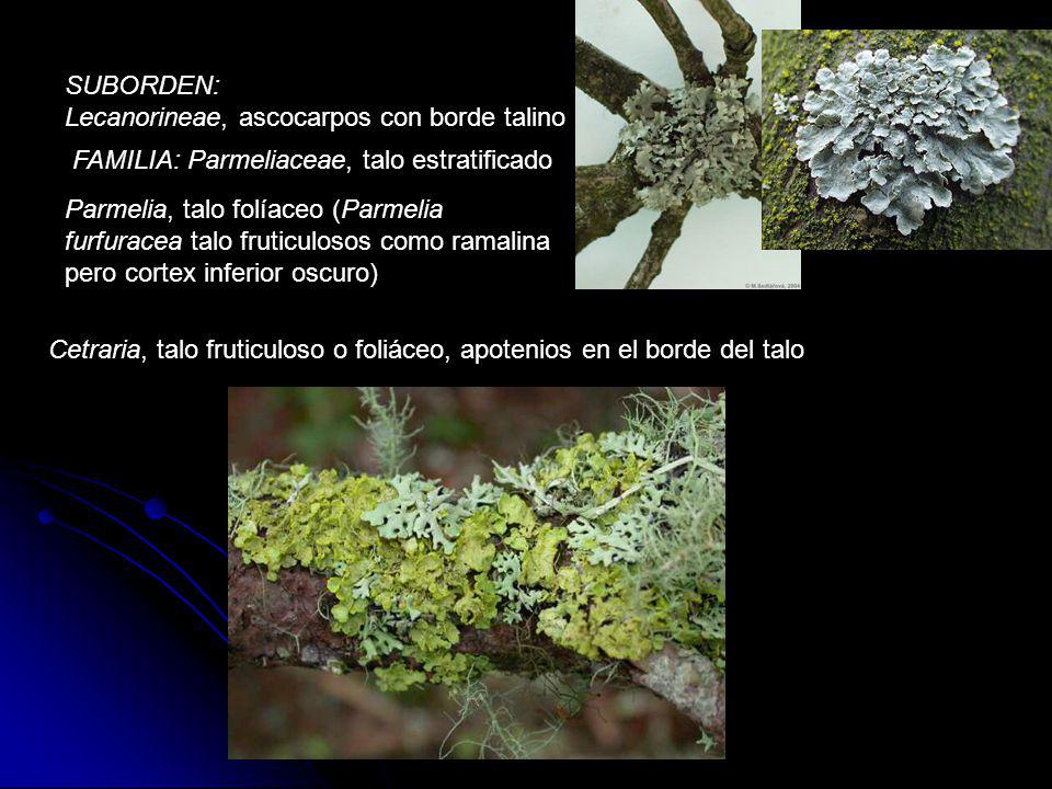 SUBORDEN: Lecanorineae, ascocarpos con borde talino. FAMILIA: Parmeliaceae, talo estratificado.