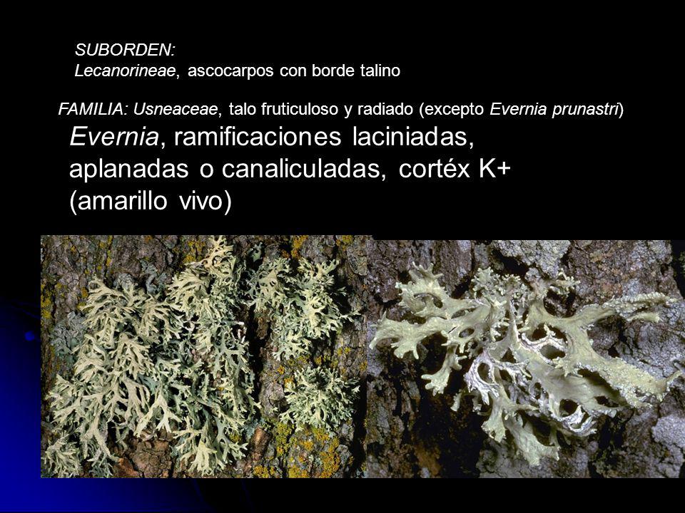 SUBORDEN: Lecanorineae, ascocarpos con borde talino. FAMILIA: Usneaceae, talo fruticuloso y radiado (excepto Evernia prunastri)