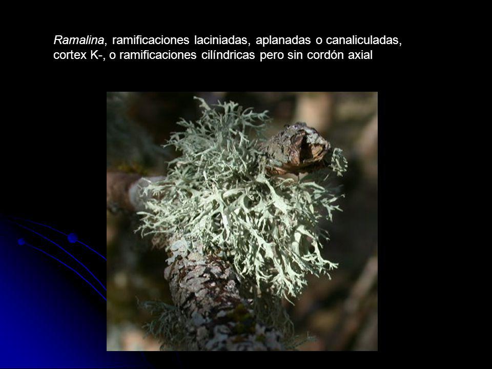 Ramalina, ramificaciones laciniadas, aplanadas o canaliculadas, cortex K-, o ramificaciones cilíndricas pero sin cordón axial