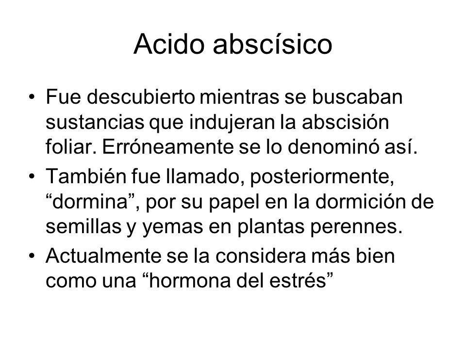 Acido abscísico Fue descubierto mientras se buscaban sustancias que indujeran la abscisión foliar. Erróneamente se lo denominó así.