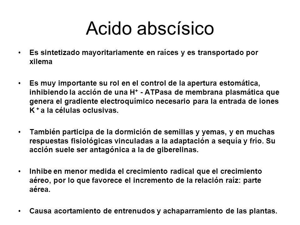 Acido abscísico Es sintetizado mayoritariamente en raíces y es transportado por xilema.