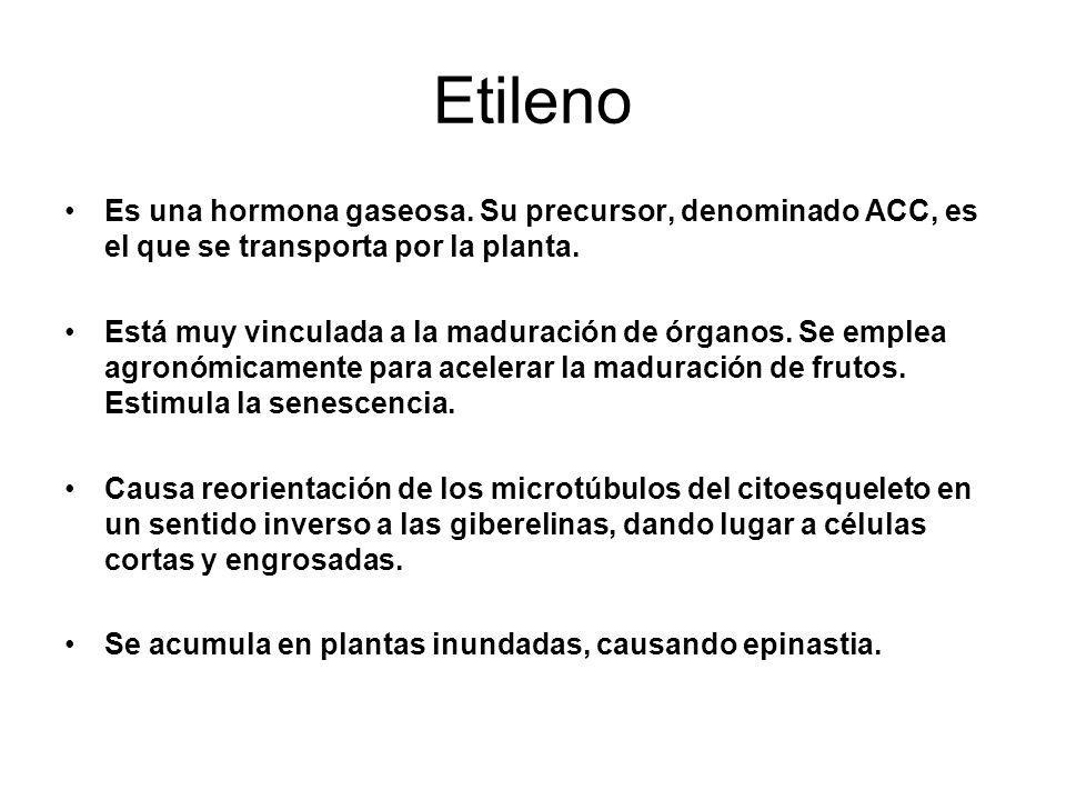 Etileno Es una hormona gaseosa. Su precursor, denominado ACC, es el que se transporta por la planta.