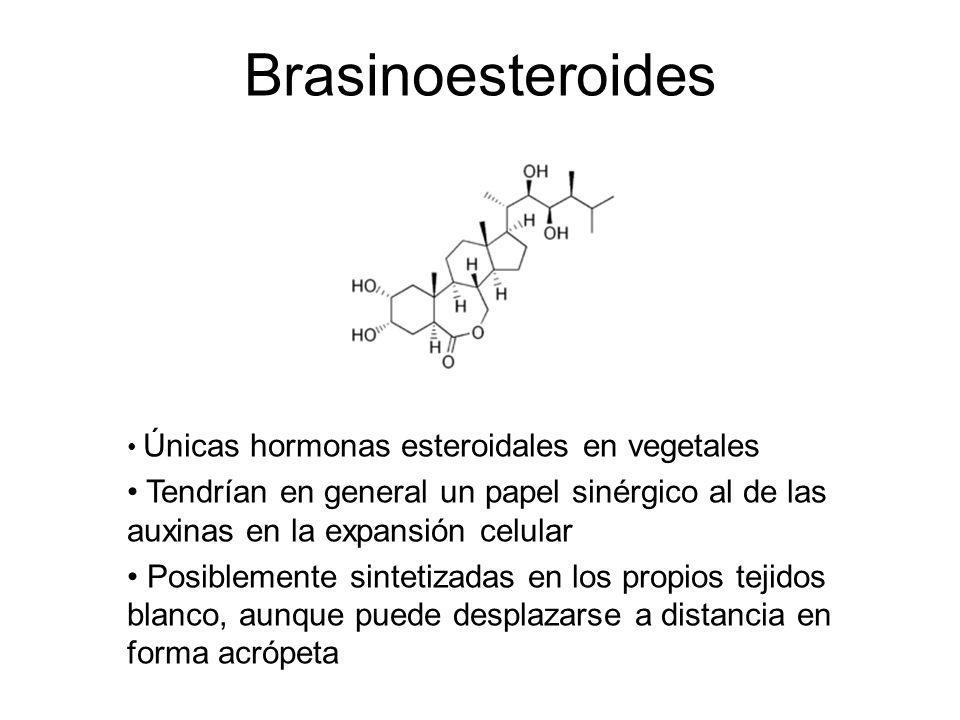 Brasinoesteroides Únicas hormonas esteroidales en vegetales. Tendrían en general un papel sinérgico al de las auxinas en la expansión celular.