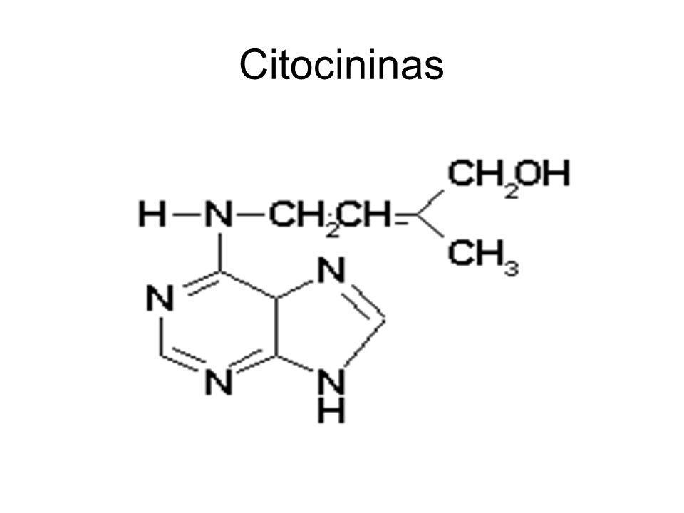 Resultado de imagen para CITOCININA