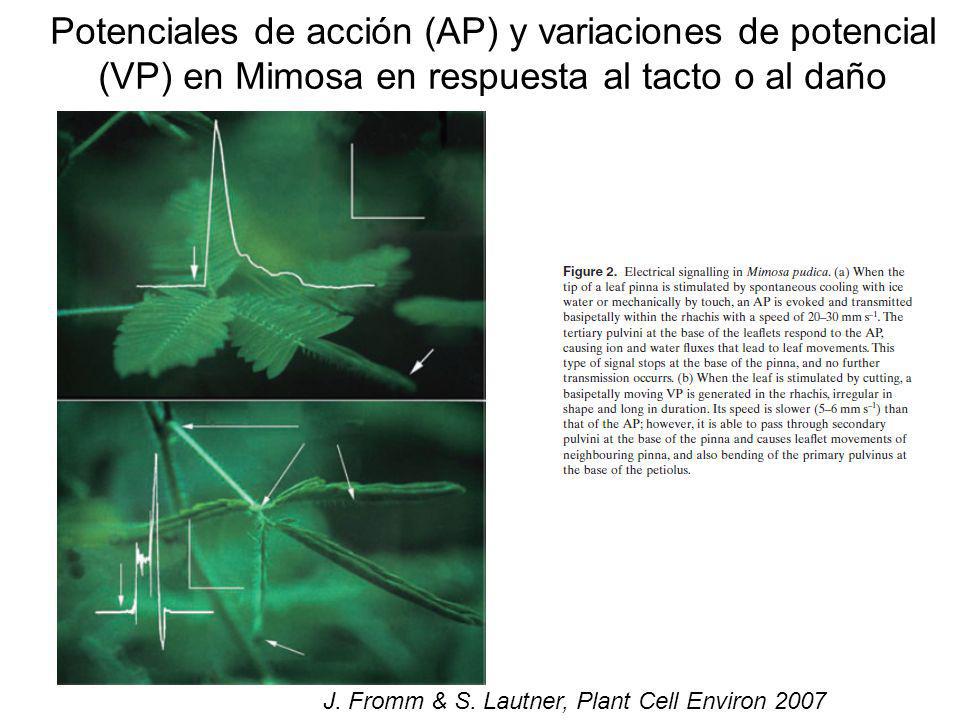 Potenciales de acción (AP) y variaciones de potencial (VP) en Mimosa en respuesta al tacto o al daño