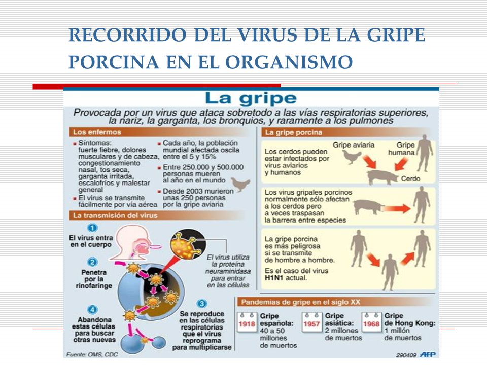 RECORRIDO DEL VIRUS DE LA GRIPE PORCINA EN EL ORGANISMO