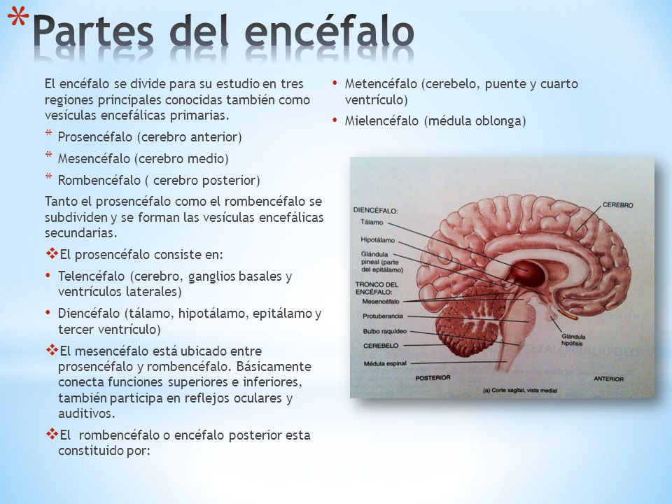 Partes del encéfalo El encéfalo se divide para su estudio en tres regiones principales conocidas también como vesículas encefálicas primarias.