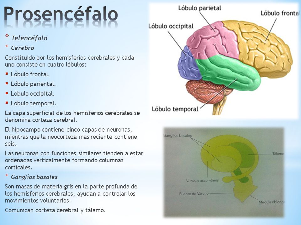 Prosencéfalo Telencéfalo Cerebro