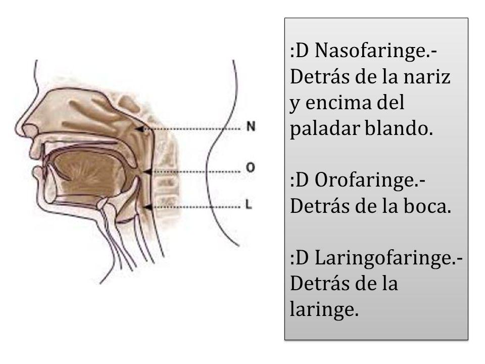 :D Nasofaringe. - Detrás de la nariz y encima del paladar blando