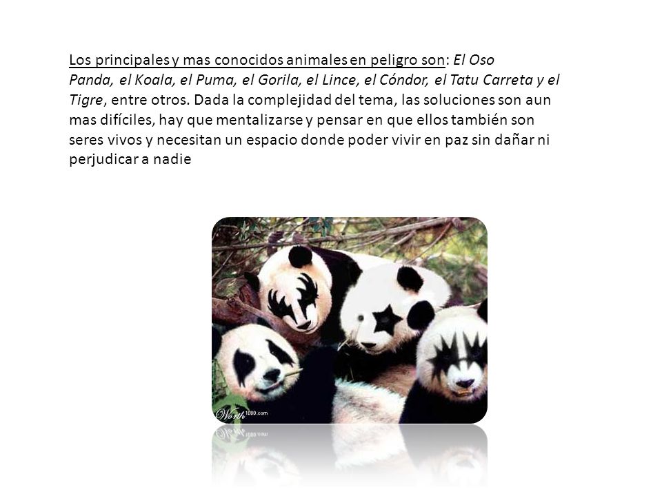 Los principales y mas conocidos animales en peligro son: El Oso Panda, el Koala, el Puma, el Gorila, el Lince, el Cóndor, el Tatu Carreta y el Tigre, entre otros.