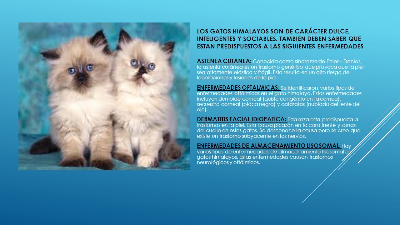 LOS GATOS HIMALAYOS SON DE CARÁCTER DULCE, INTELIGENTES Y SOCIABLES