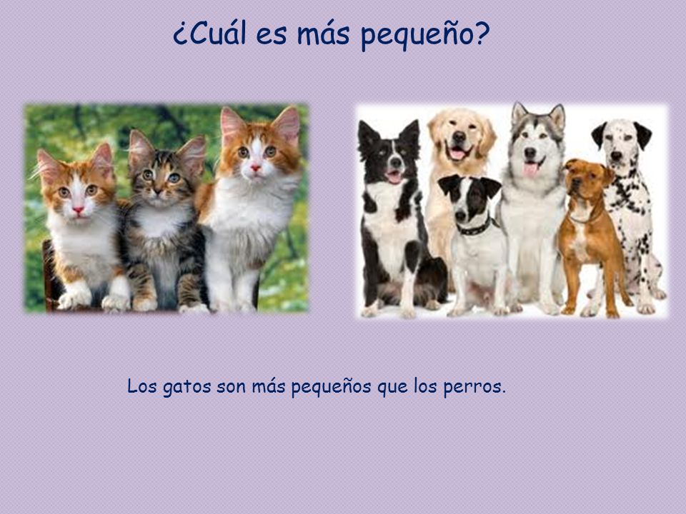 ¿Cuál es más pequeño Los gatos son más pequeños que los perros.