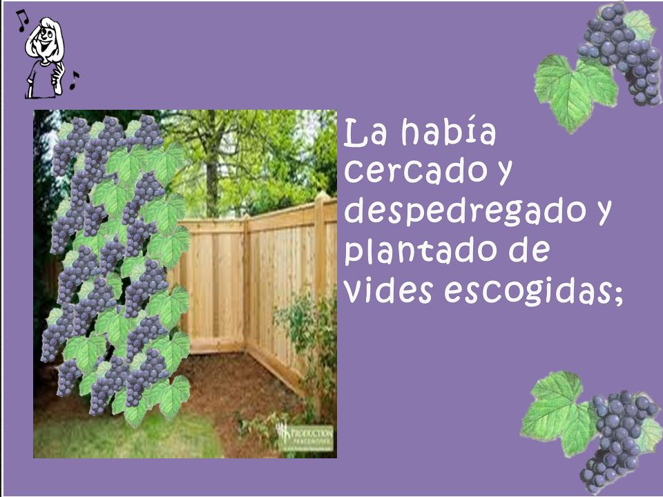 La había cercado y despedregado y plantado de vides escogidas;
