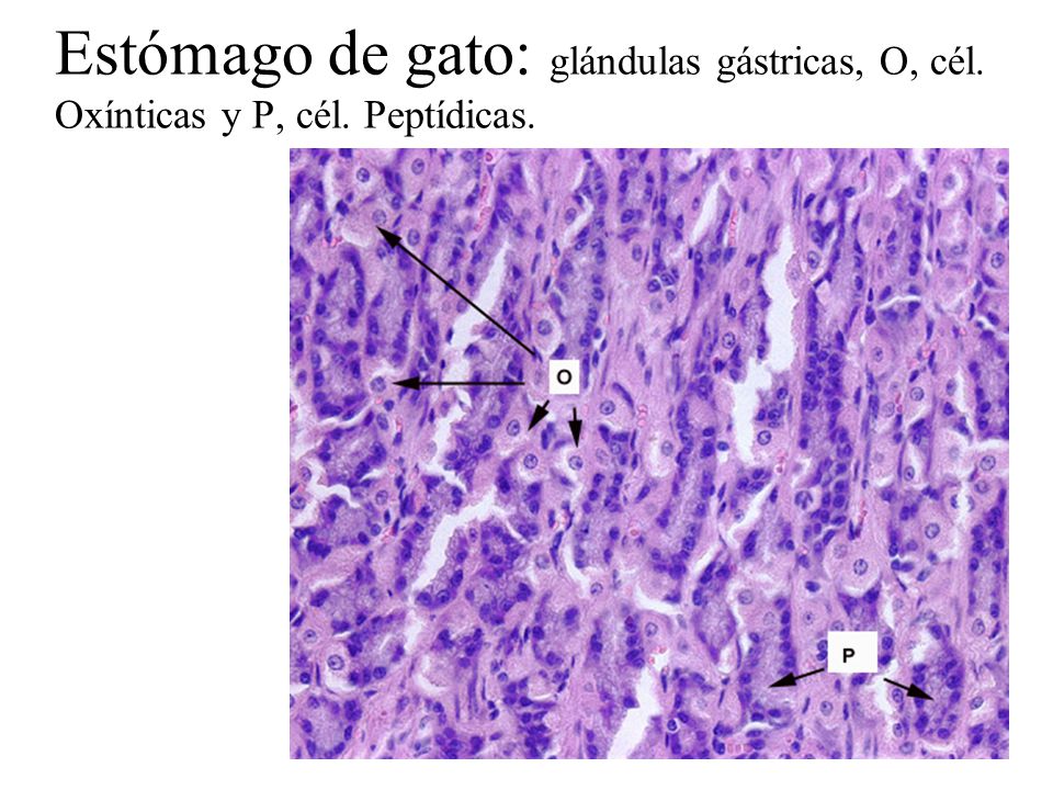 Estómago de gato: glándulas gástricas, O, cél. Oxínticas y P, cél