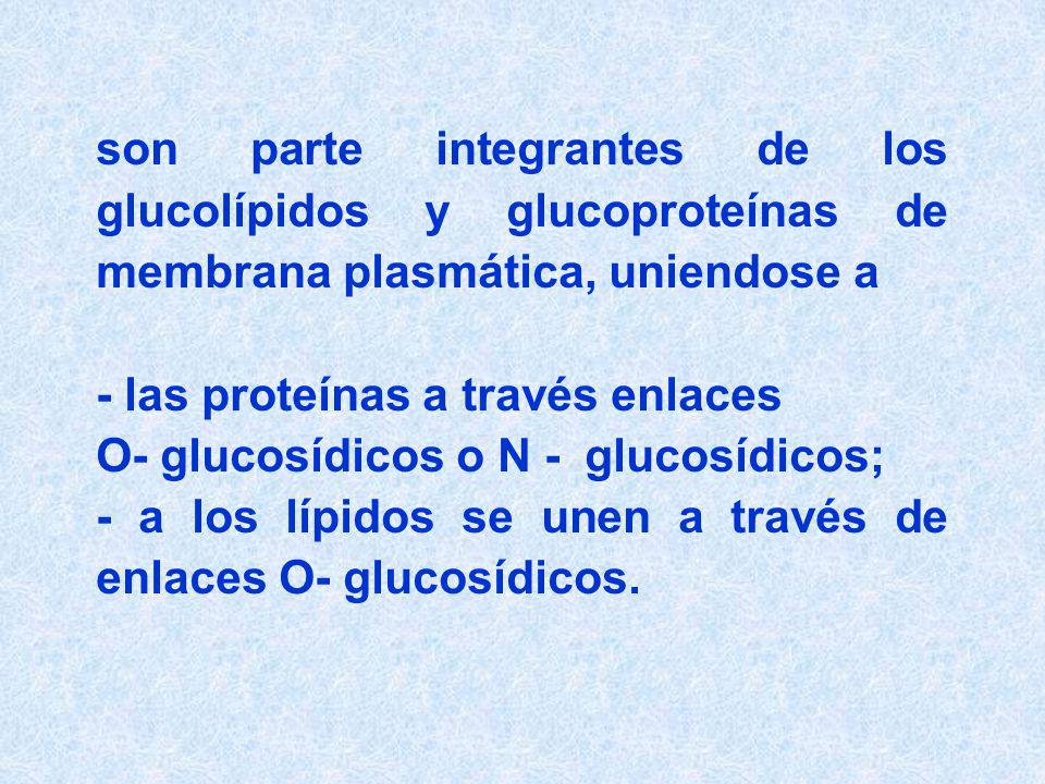 son parte integrantes de los glucolípidos y glucoproteínas de membrana plasmática, uniendose a