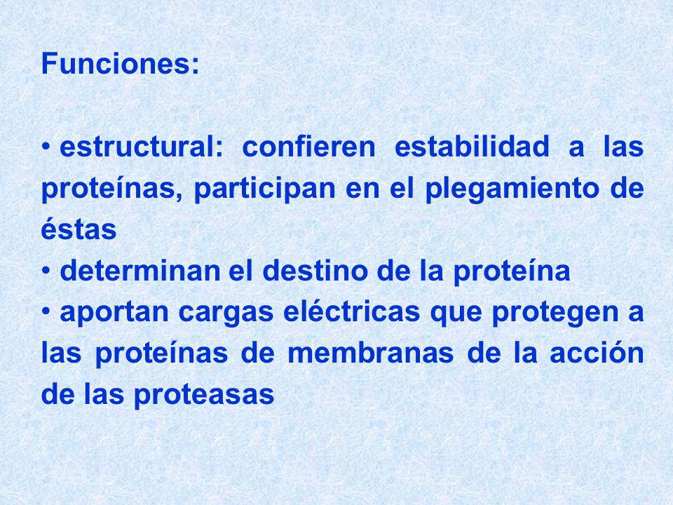 Funciones: estructural: confieren estabilidad a las proteínas, participan en el plegamiento de éstas.