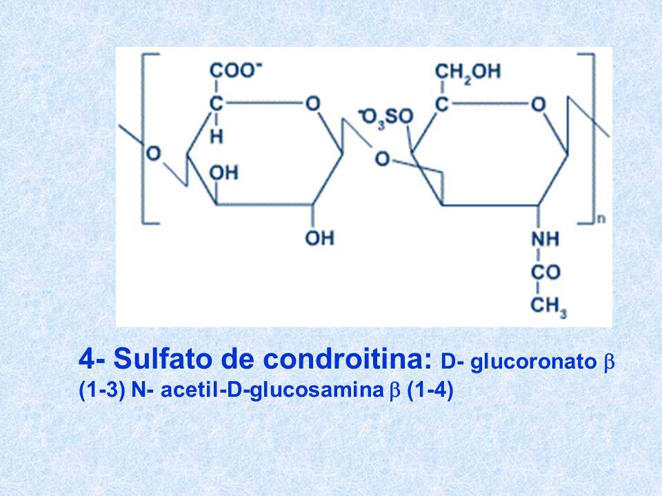 4- Sulfato de condroitina: D- glucoronato b (1-3) N- acetil-D-glucosamina b (1-4)