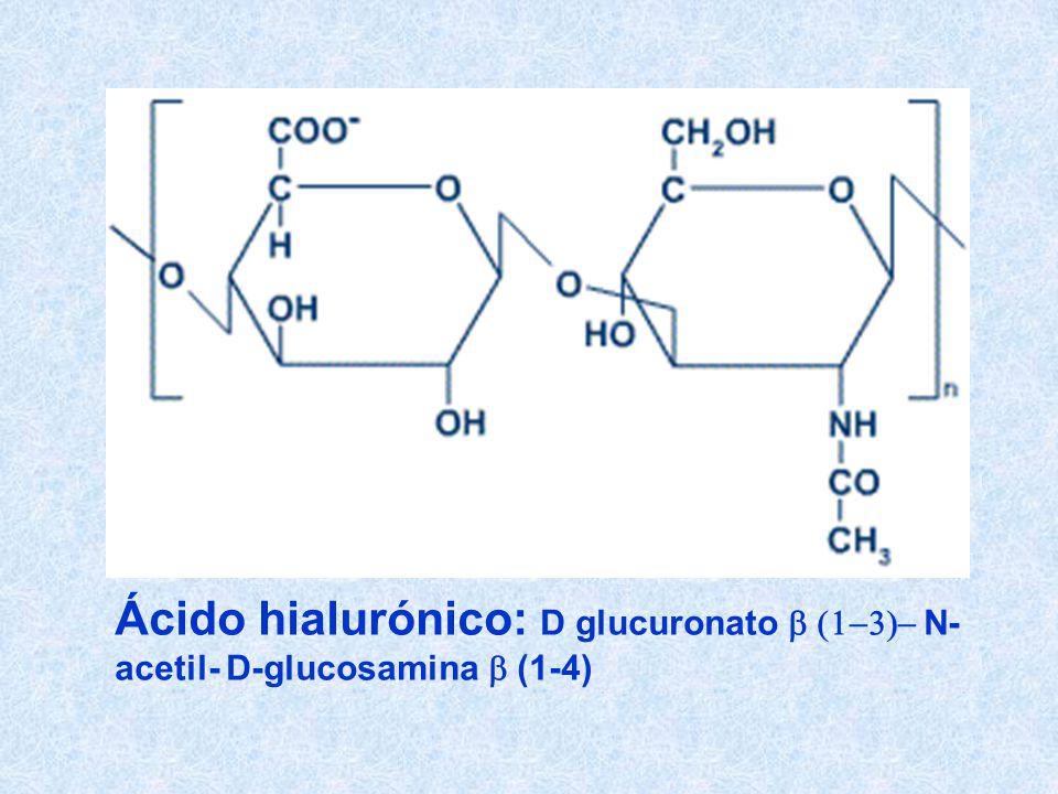 Ácido hialurónico: D glucuronato b (1-3)- N- acetil- D-glucosamina b (1-4)