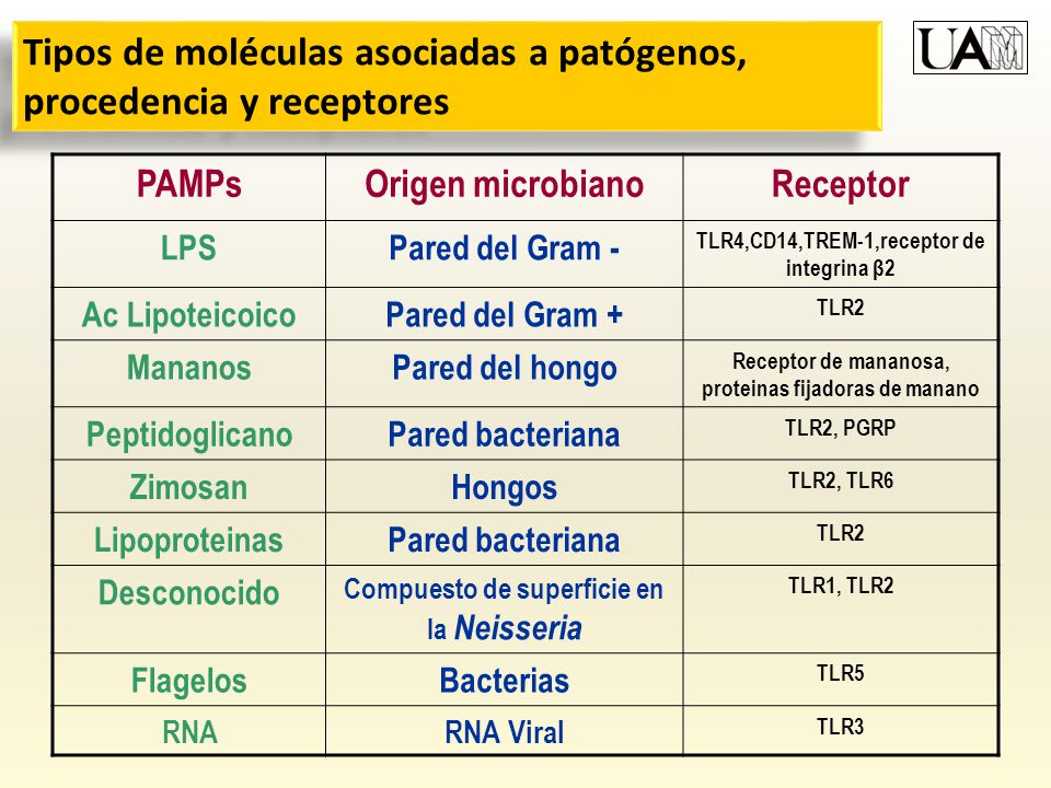 Tipos de moléculas asociadas a patógenos, procedencia y receptores