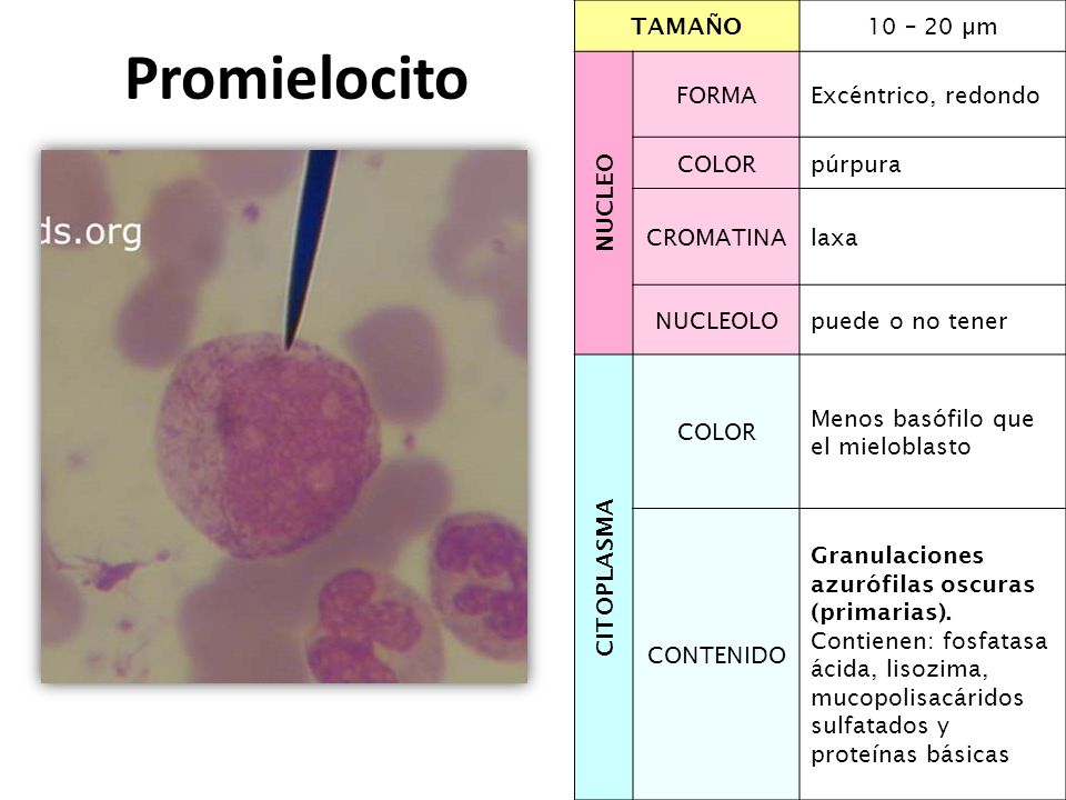 Promielocito TAMAÑO 10 – 20 µm NUCLEO FORMA Excéntrico, redondo COLOR