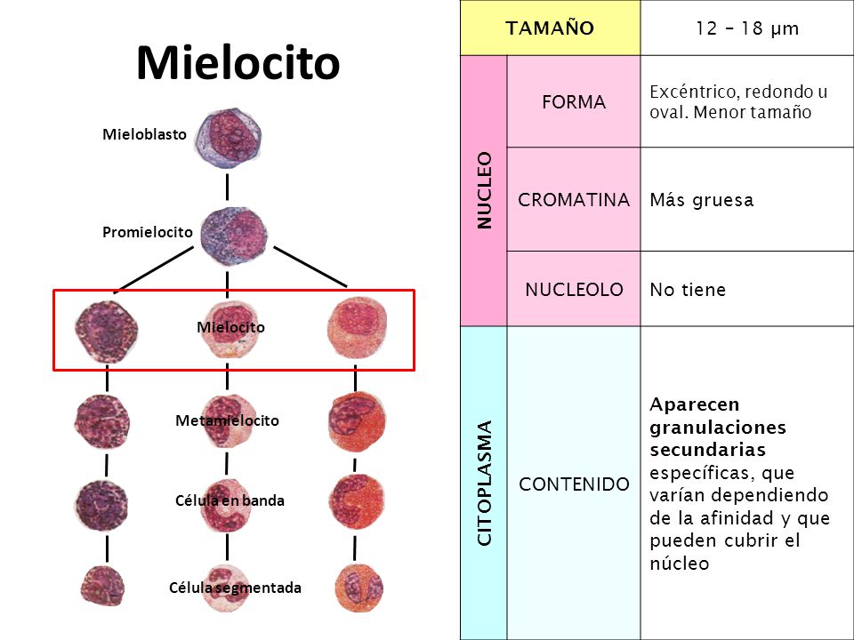 Mielocito TAMAÑO 12 – 18 µm NUCLEO FORMA CROMATINA Más gruesa NUCLEOLO