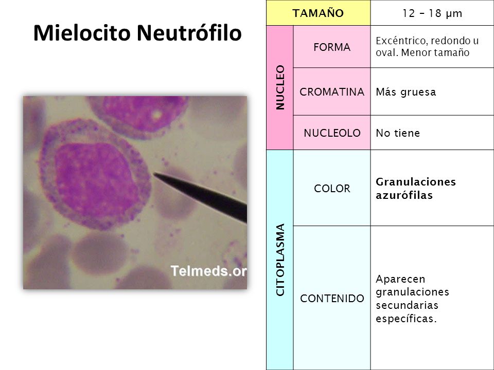 Mielocito Neutrófilo TAMAÑO 12 – 18 µm NUCLEO FORMA CROMATINA