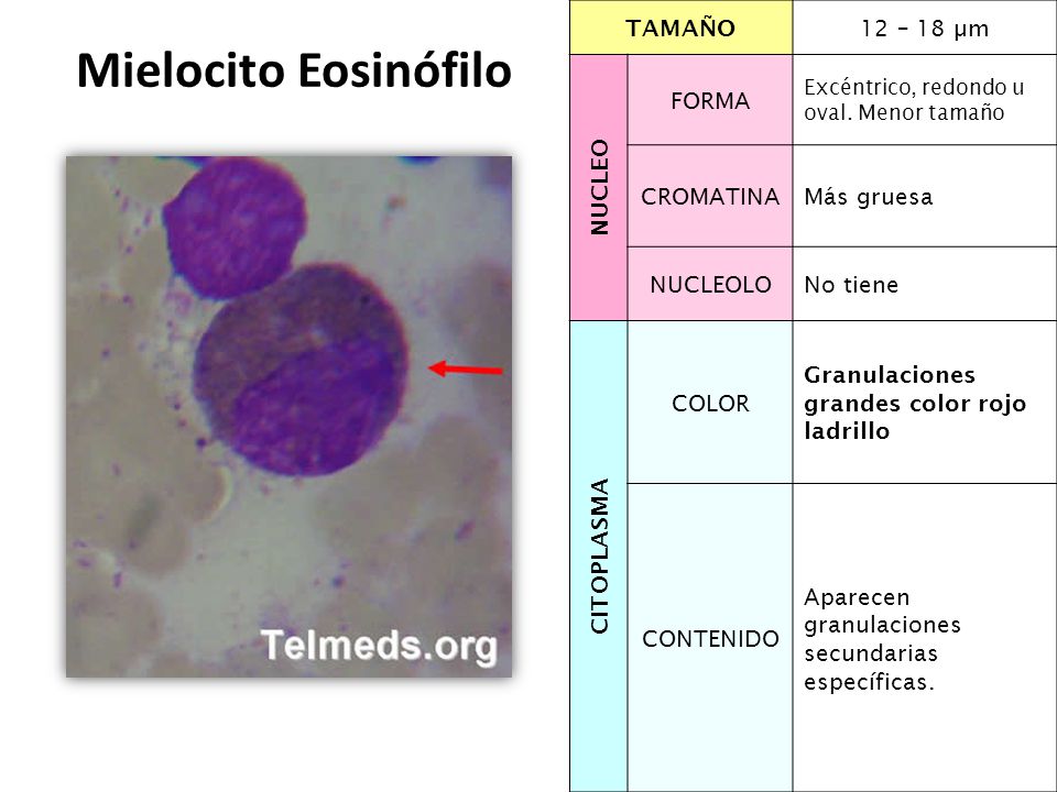 Mielocito Eosinófilo TAMAÑO 12 – 18 µm NUCLEO FORMA CROMATINA