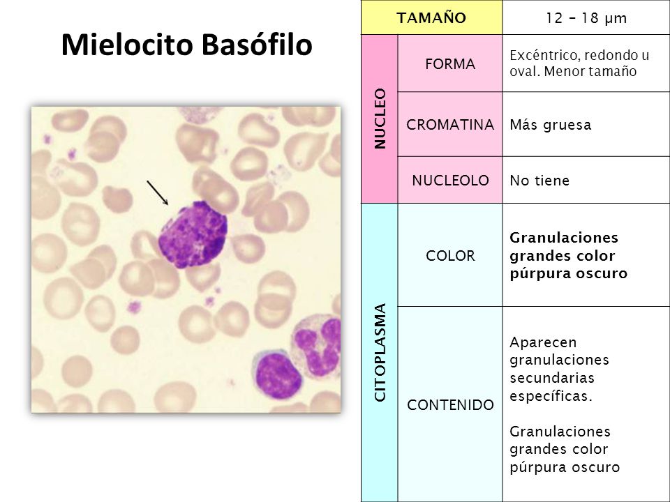 Mielocito Basófilo TAMAÑO 12 – 18 µm NUCLEO FORMA CROMATINA Más gruesa