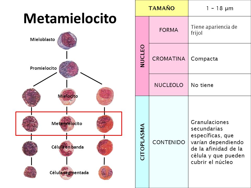 Metamielocito TAMAÑO 1 – 18 µm NUCLEO FORMA CROMATINA Compacta
