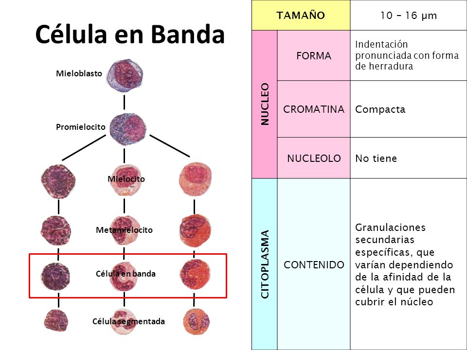 Célula en Banda TAMAÑO 10 – 16 µm NUCLEO FORMA CROMATINA Compacta