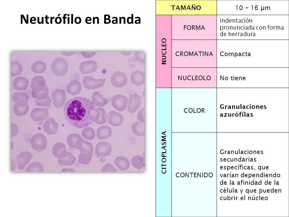 Neutrófilo en Banda TAMAÑO 10 – 16 µm NUCLEO FORMA CROMATINA Compacta